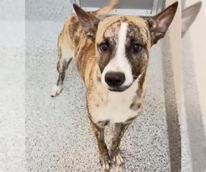 OZZY - Male Catahoula Leopard Dog-Unknown Mix Dog for Adoption - Photo #2