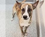 Small Photo #2 Catahoula Leopard Dog-Unknown Mix Puppy For Sale in Houston, TX, USA