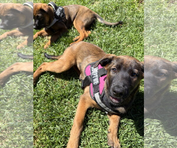 Medium Photo #1 German Shepherd Dog-Unknown Mix Puppy For Sale in San Diego, CA, USA