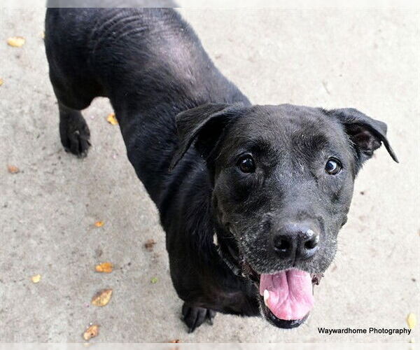 Medium Photo #3 American Pit Bull Terrier-Unknown Mix Puppy For Sale in Ocala, FL, USA
