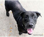 Small #2 American Pit Bull Terrier Mix