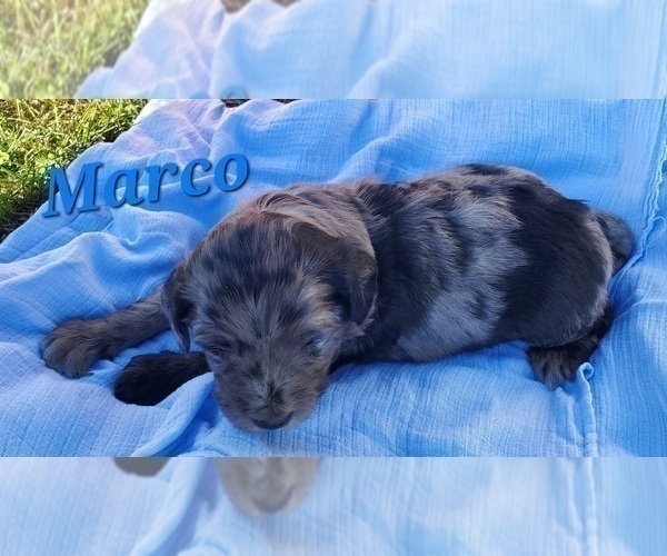 Medium Photo #40 Aussiedoodle Puppy For Sale in ATHENS TOWNSHIP, PA, USA