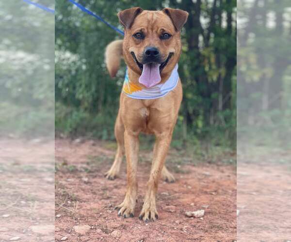 Medium Photo #1 Mutt Puppy For Sale in Tracy City, TN, USA