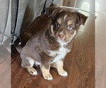 Small #3 Miniature Australian Shepherd