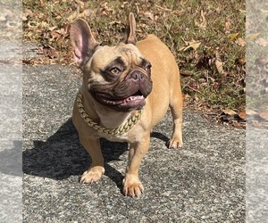 French Bulldog Puppy for sale in ATLANTA, GA, USA