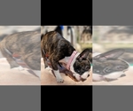 Small Photo #3 Faux Frenchbo Bulldog Puppy For Sale in SAN ANTONIO, TX, USA