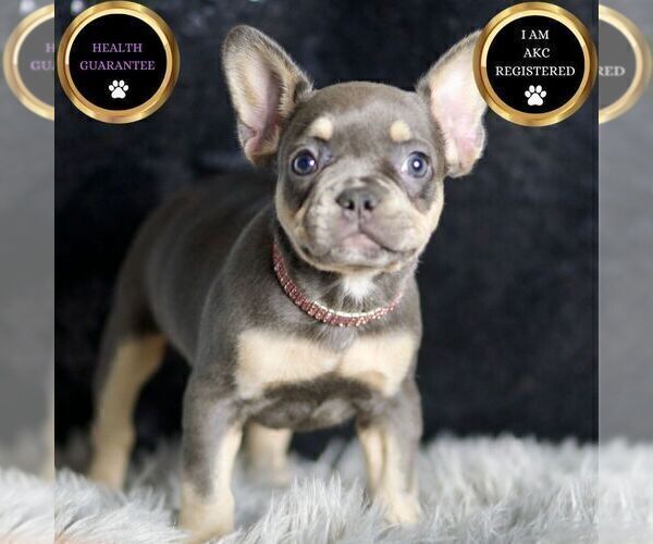 Medium Photo #23 French Bulldog Puppy For Sale in WARSAW, IN, USA