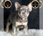 Small Photo #23 French Bulldog Puppy For Sale in WARSAW, IN, USA