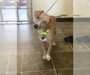 June Mylah - Female Mutt Dog for Adoption - Photo #4