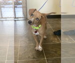 Small #3 Mutt
