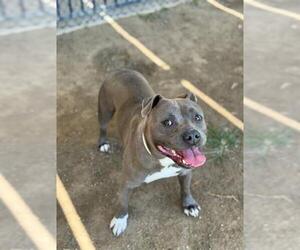 American Pit Bull Terrier Dogs for adoption in Riverside, CA, USA