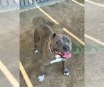 Small American Pit Bull Terrier