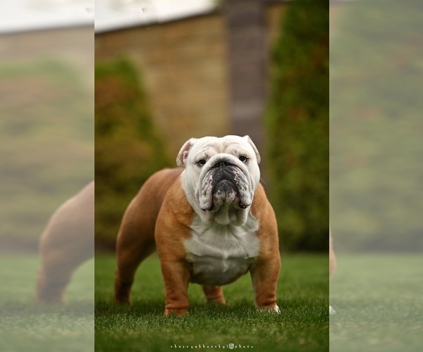 Medium Photo #1 English Bulldog Puppy For Sale in Balakliya, Kharkiv, Ukraine