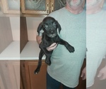 Puppy 4 Cane Corso