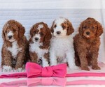 Small #2 Goldendoodle (Miniature)
