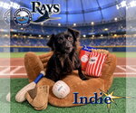 Small Photo #4 Chion Puppy For Sale in Arcadia, FL, USA
