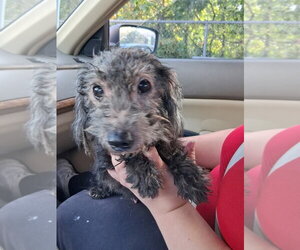 Sammie - Male Doxiepoo (Miniature) Dog for Adoption - Photo #6