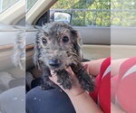 Small Photo #6 Doxiepoo (Miniature) Puppy For Sale in Holly Springs, NC, USA