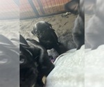 Small Photo #3 Pug Puppy For Sale in BLOOMINGTON, IL, USA