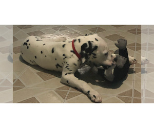 Dalmatian Puppy for sale in CHICAGO, IL, USA