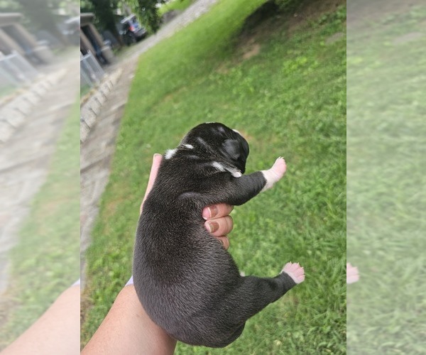 Medium Photo #13 American Bully Puppy For Sale in SAINT ALBANS, WV, USA