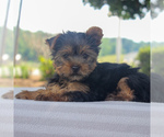 Small Photo #3 Yorkshire Terrier Puppy For Sale in GAP, PA, USA