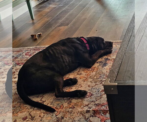 Medium Photo #21 American Pit Bull Terrier-Unknown Mix Puppy For Sale in Fargo, ND, USA