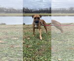 Small #9 Boxer Mix