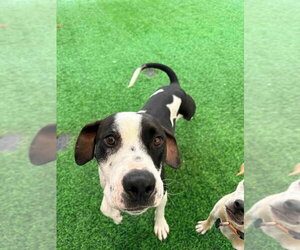 Labrador Retriever-Unknown Mix Dogs for adoption in Calgary, Alberta, Canada
