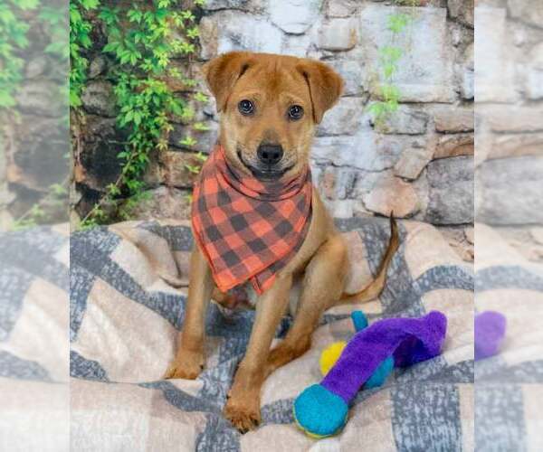 Medium Photo #3 Labrachow Puppy For Sale in Kennesaw, GA, USA