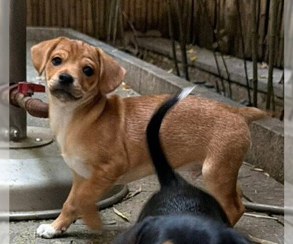 Medium Photo #8 Beagle-Unknown Mix Puppy For Sale in New York, NY, USA