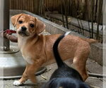 Small Photo #8 Beagle-Unknown Mix Puppy For Sale in New York, NY, USA