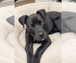 Small #3 Labrador Retriever Mix