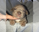 Small Photo #26 American Bully Puppy For Sale in CONCORD, CA, USA