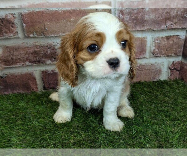 Medium Photo #8 Cavalier King Charles Spaniel Puppy For Sale in MOBERLY, MO, USA