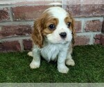 Small #7 Cavalier King Charles Spaniel