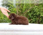 Small #15 ShihPoo