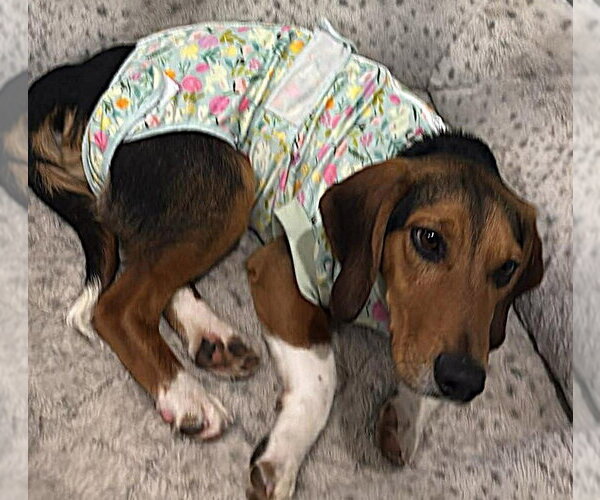 Medium Photo #3 Beagle Puppy For Sale in Dunnellon, FL, USA