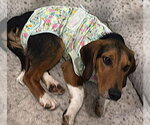 Small #2 Beagle