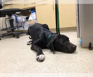 American Pit Bull Terrier-Labrador Retriever Mix Dogs for adoption in Riverside, CA, USA