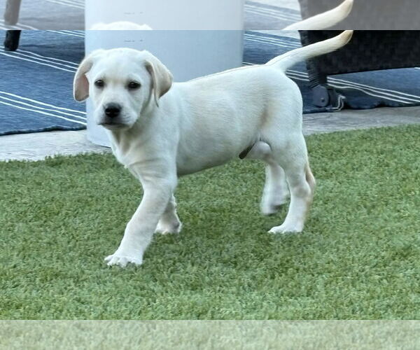 Medium Photo #2 Labrador Retriever Puppy For Sale in Fort Worth, TX, USA