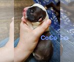 Small Photo #10 Labrador Retriever-Unknown Mix Puppy For Sale in Stover, MO, USA