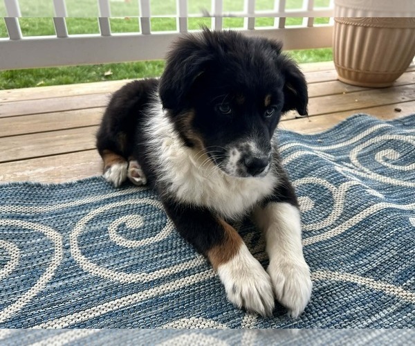 Medium Photo #6 Australian Shepherd Puppy For Sale in JEROMESVILLE, OH, USA