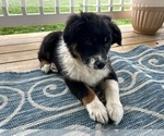 Small #5 Australian Shepherd