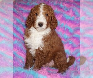 Miniature Labradoodle Puppy for sale in LA HABRA, CA, USA