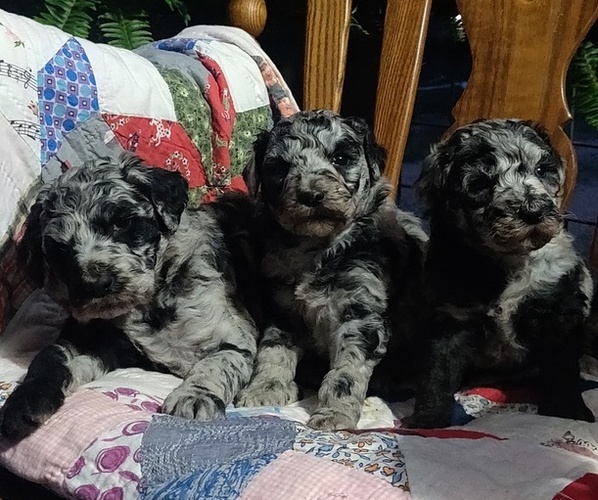 Medium Photo #1 Poodle (Standard) Puppy For Sale in COUCH, MO, USA