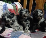 Image preview for Ad Listing. Nickname: Litter of 3