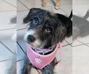 Mutt Dogs for adoption in Wheaton, IL, USA