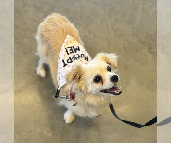 Medium Photo #8 Pekingese-Unknown Mix Puppy For Sale in Fargo, ND, USA