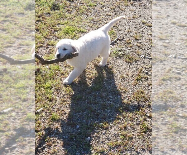 Medium Photo #1 Golden Retriever Puppy For Sale in THOUSAND OAKS, CA, USA